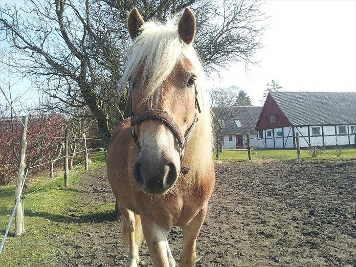 Tyroler Haflinger Stranor billede 2