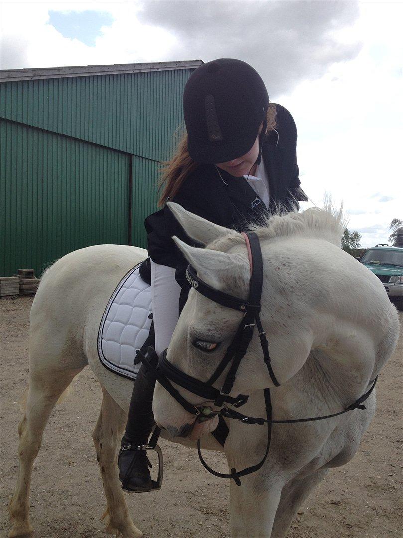 Pinto Savannah - HØJ 17/5 2012 <3 billede 13