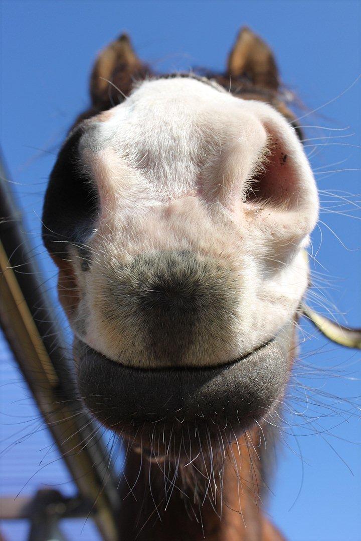 Anden særlig race Pedro El Valentino [Pede] - Tjaa... Pedro har mange talenter, og at tåge er hans speciale :b foto: Mig  billede 6