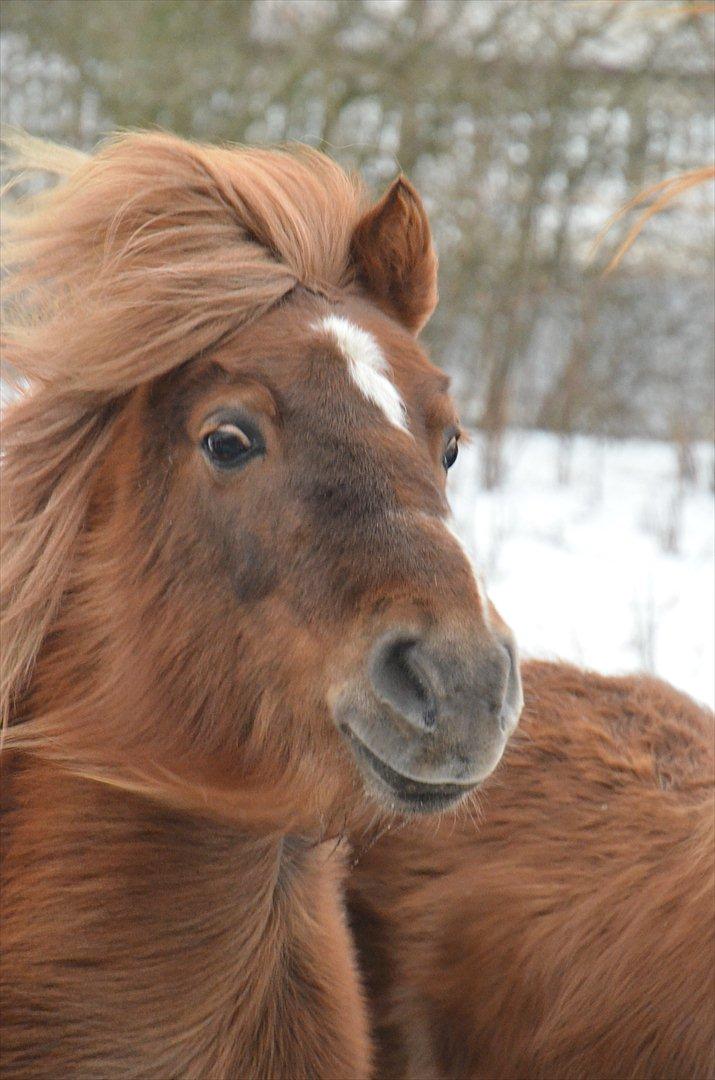 Shetlænder Trunte - 2 - Januar 2012 billede 2