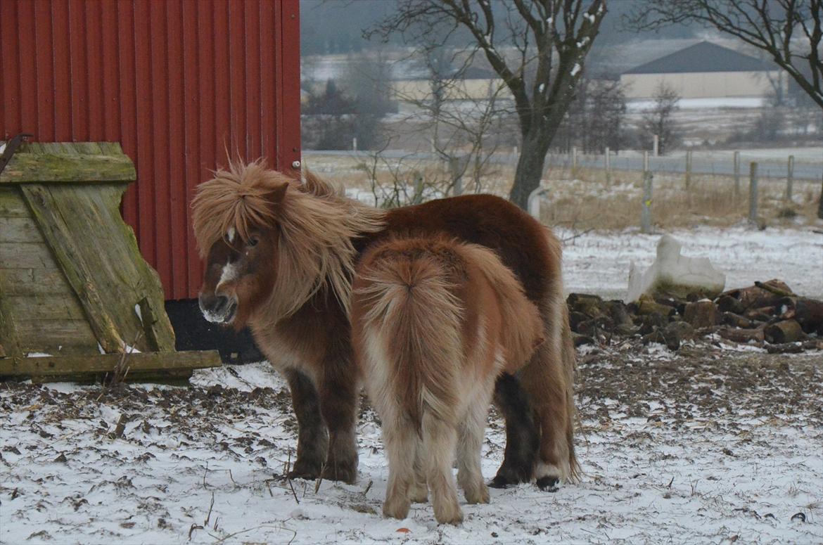 Shetlænder Trunte - 3 - Januar 2012 billede 3