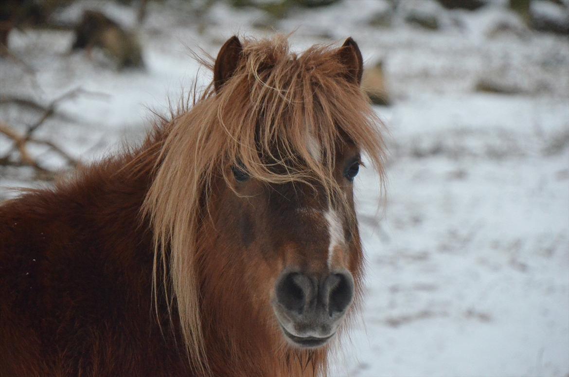 Shetlænder Trunte - 1 - Januar 2012 billede 1