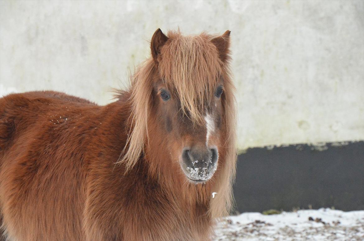 Shetlænder Trunte - 4 - Januar 2012 billede 4