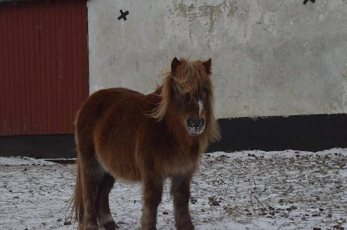 Shetlænder Trunte - 5 - Januar 2012 billede 5