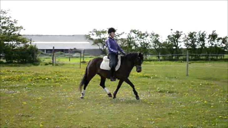 Anden særlig race Vanessa Tidl. hest billede 11