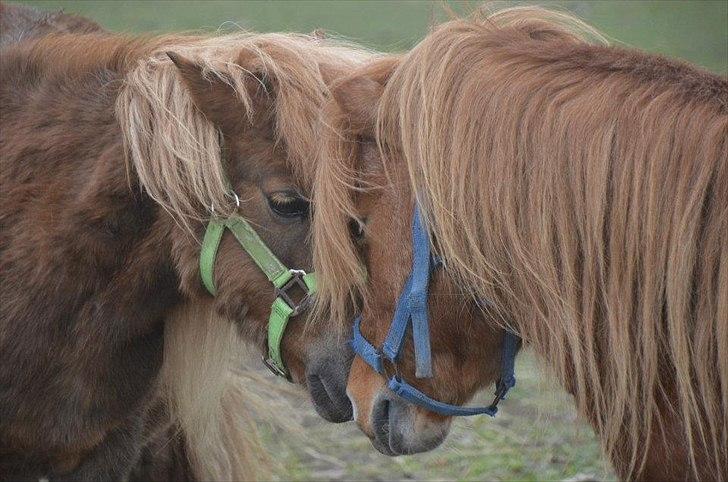 Shetlænder Trunte - 6 - Mysser lige kæresten ;-) billede 6