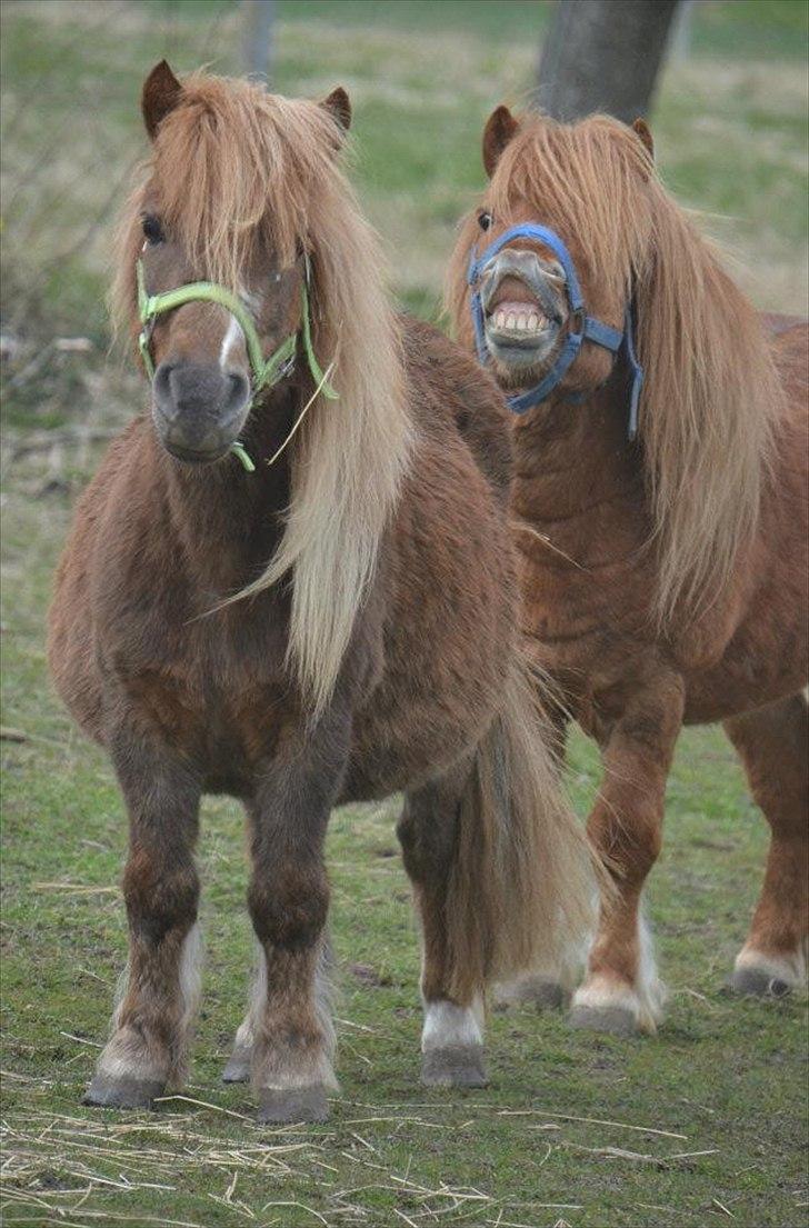 Shetlænder Trunte - 7 - :-P billede 7