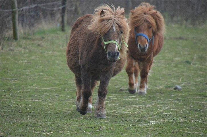Shetlænder Trunte - 8 - selvom man er med føl, kan man godt løbe liiiidt ;-) billede 8