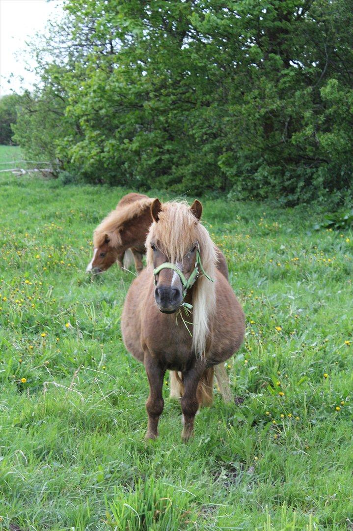 Shetlænder Trunte - 9 - Trunte med sin store fine mavse :o) billede 9