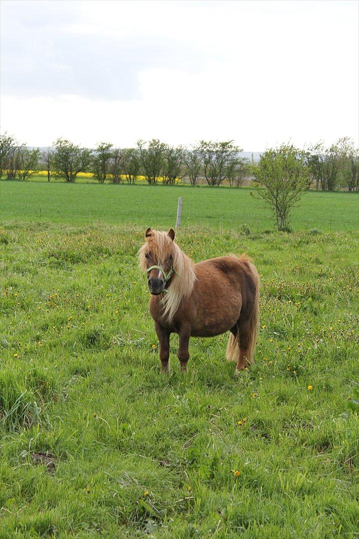 Shetlænder Trunte - 10 - Maj 2012 billede 10