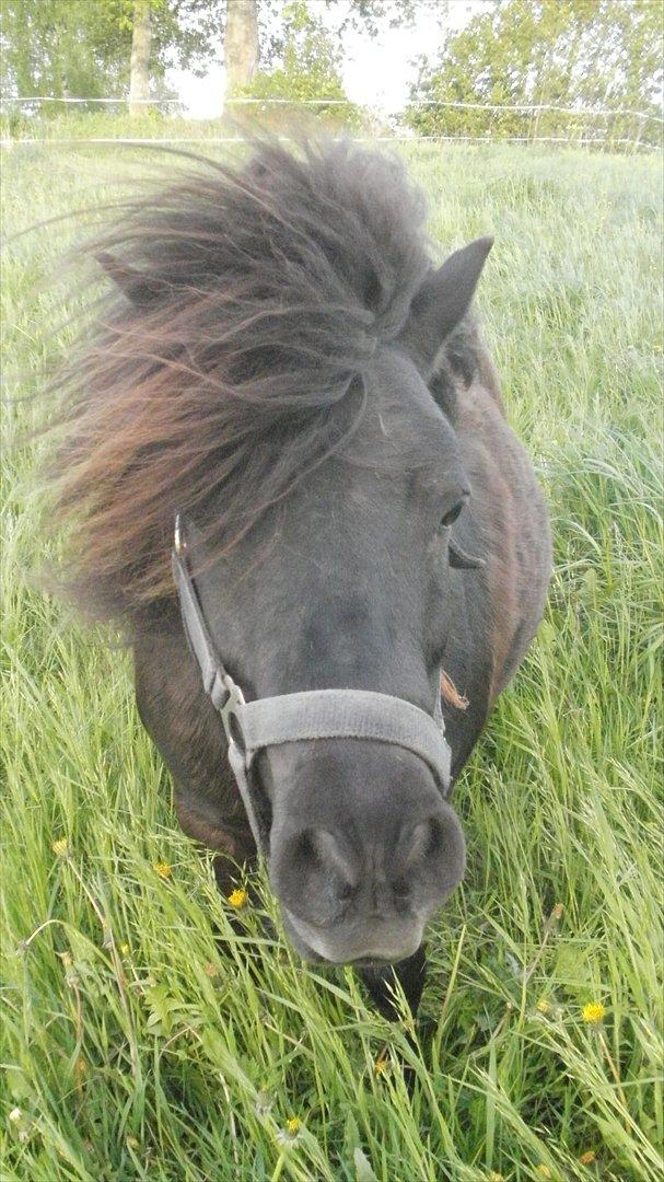 Shetlænder Princi billede 6