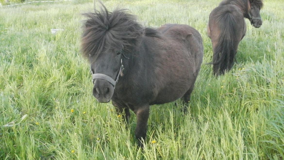 Shetlænder Princi billede 7
