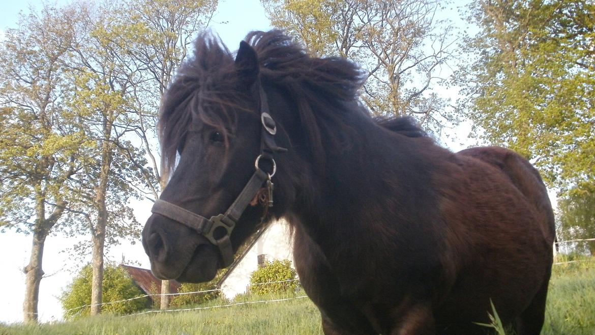 Shetlænder Princi billede 8