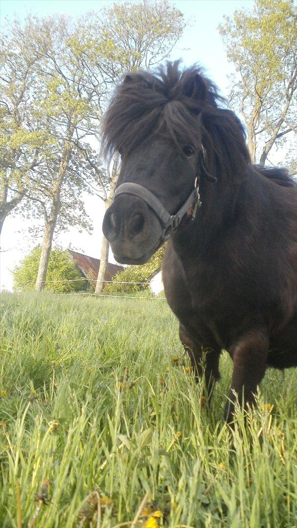 Shetlænder Princi billede 3