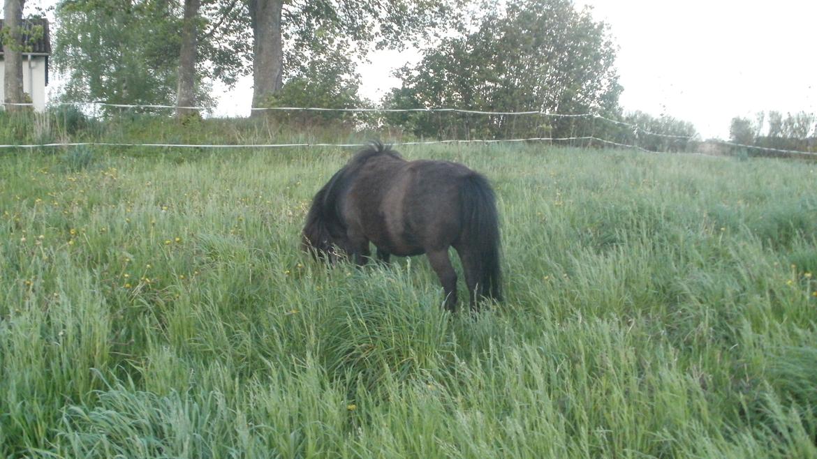 Shetlænder Princi billede 9