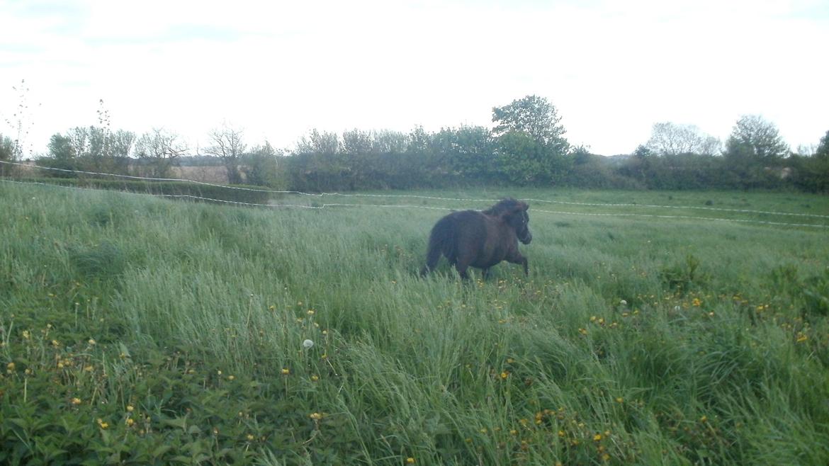 Shetlænder Princi billede 10