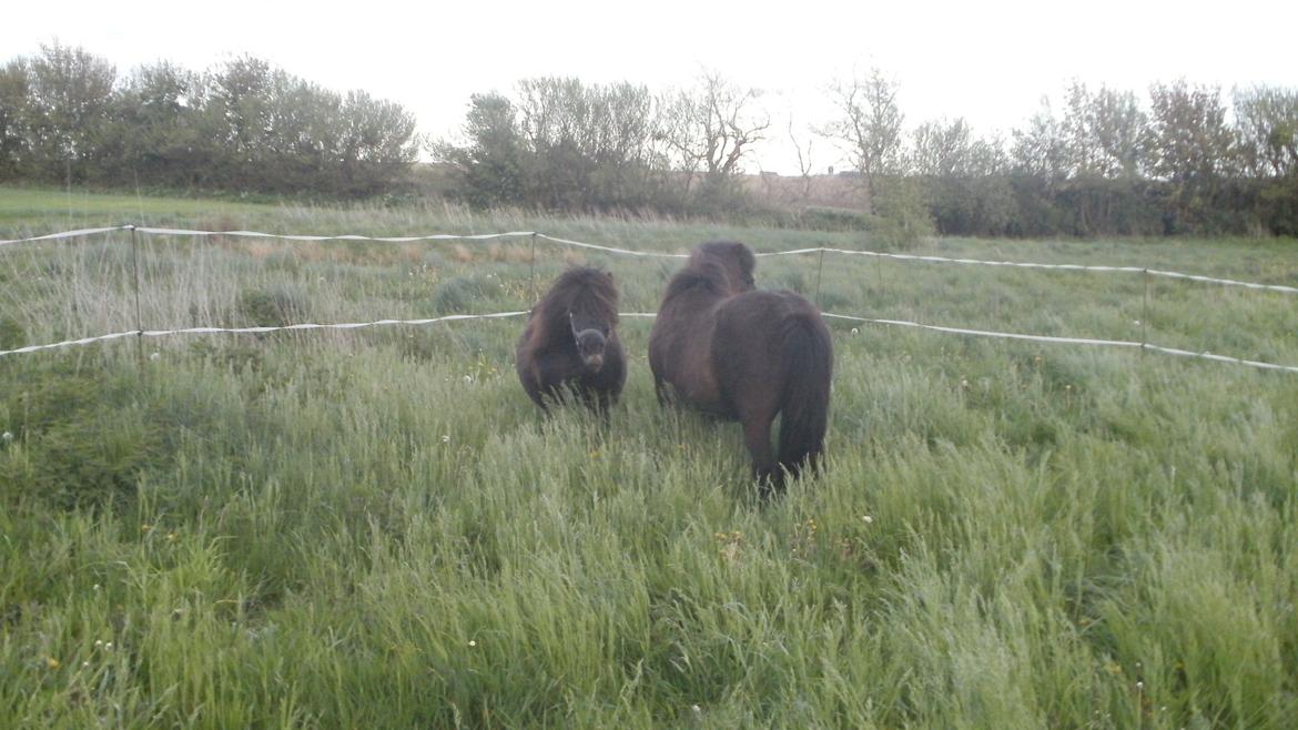 Shetlænder Princi billede 11