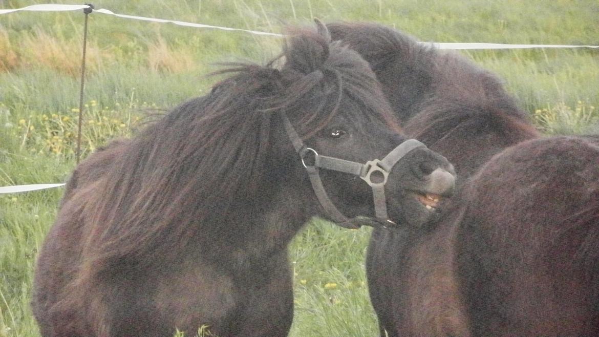 Shetlænder Princi billede 12