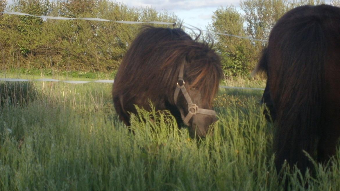 Shetlænder Princi billede 1