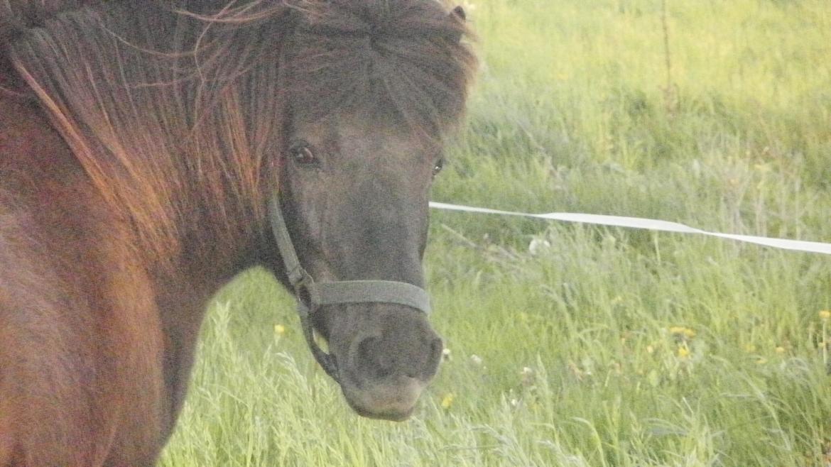 Shetlænder Snowball billede 1