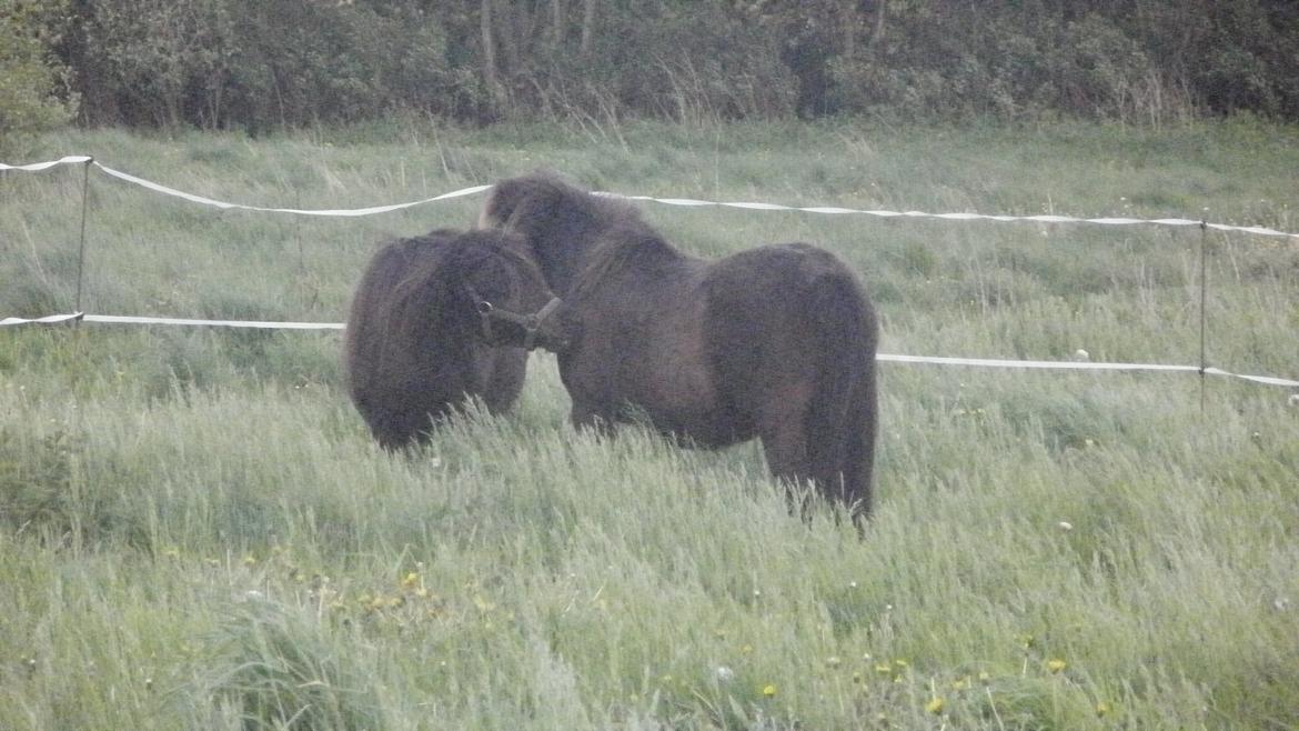 Shetlænder Snowball billede 6
