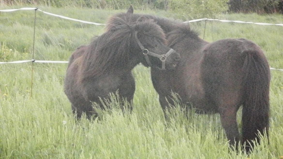 Shetlænder Snowball billede 7