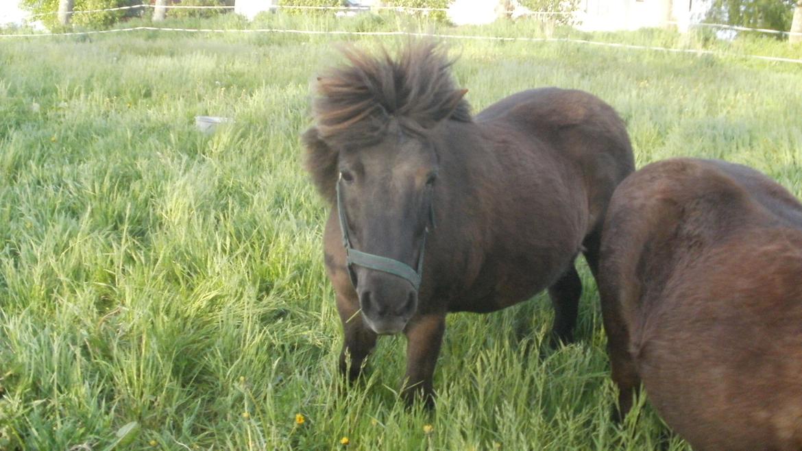 Shetlænder Snowball billede 9