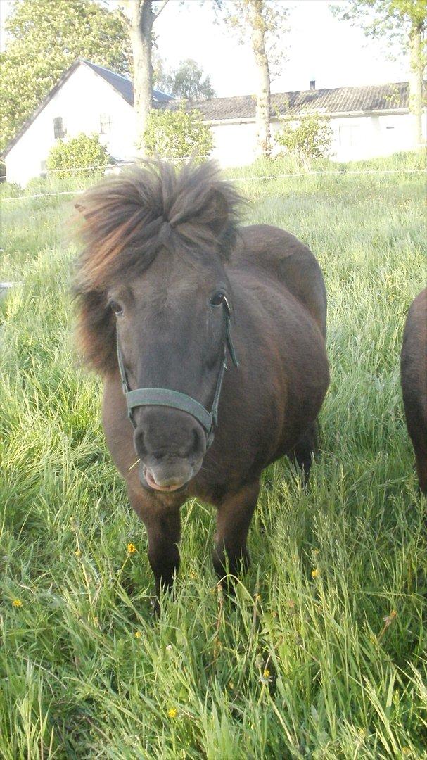 Shetlænder Snowball billede 5