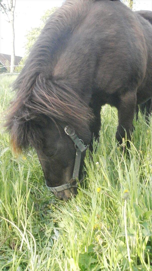 Shetlænder Snowball billede 10