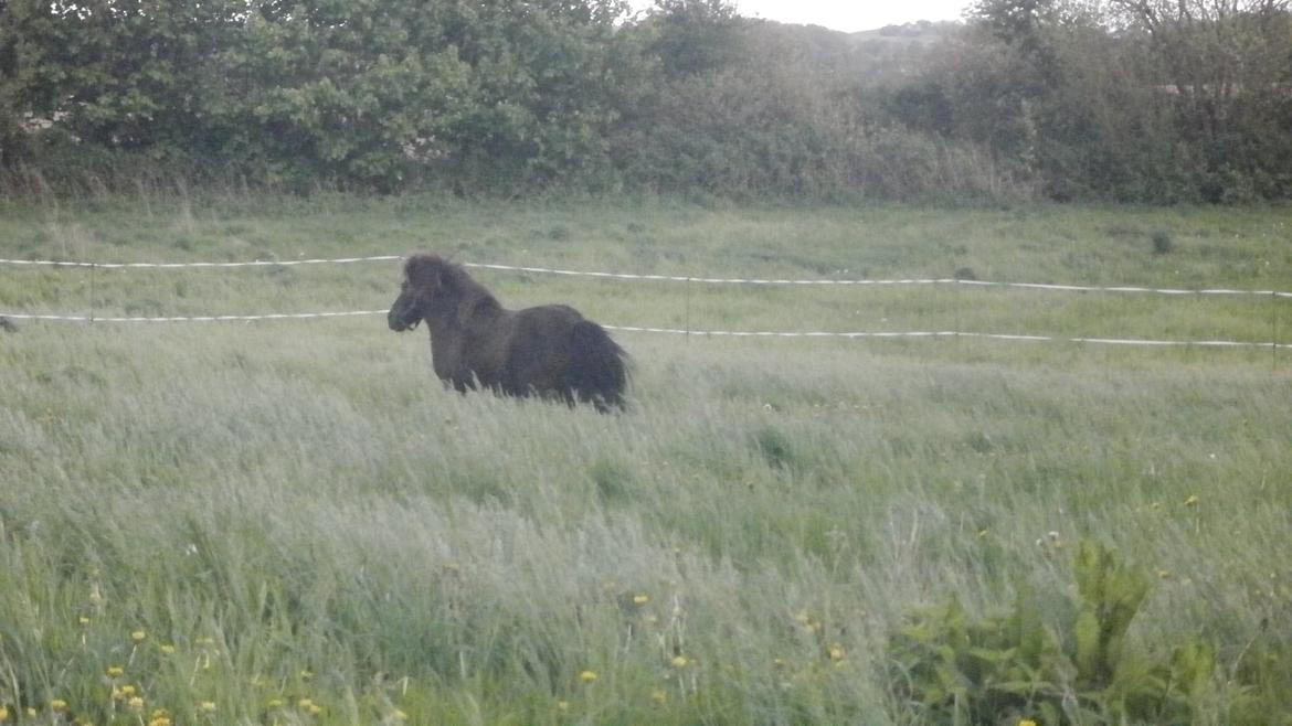 Shetlænder Snowball - Søde Snowie <3 billede 11