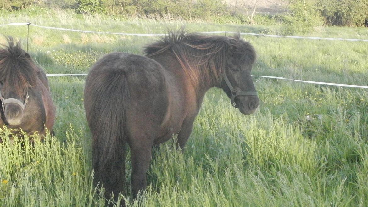 Shetlænder Snowball billede 12