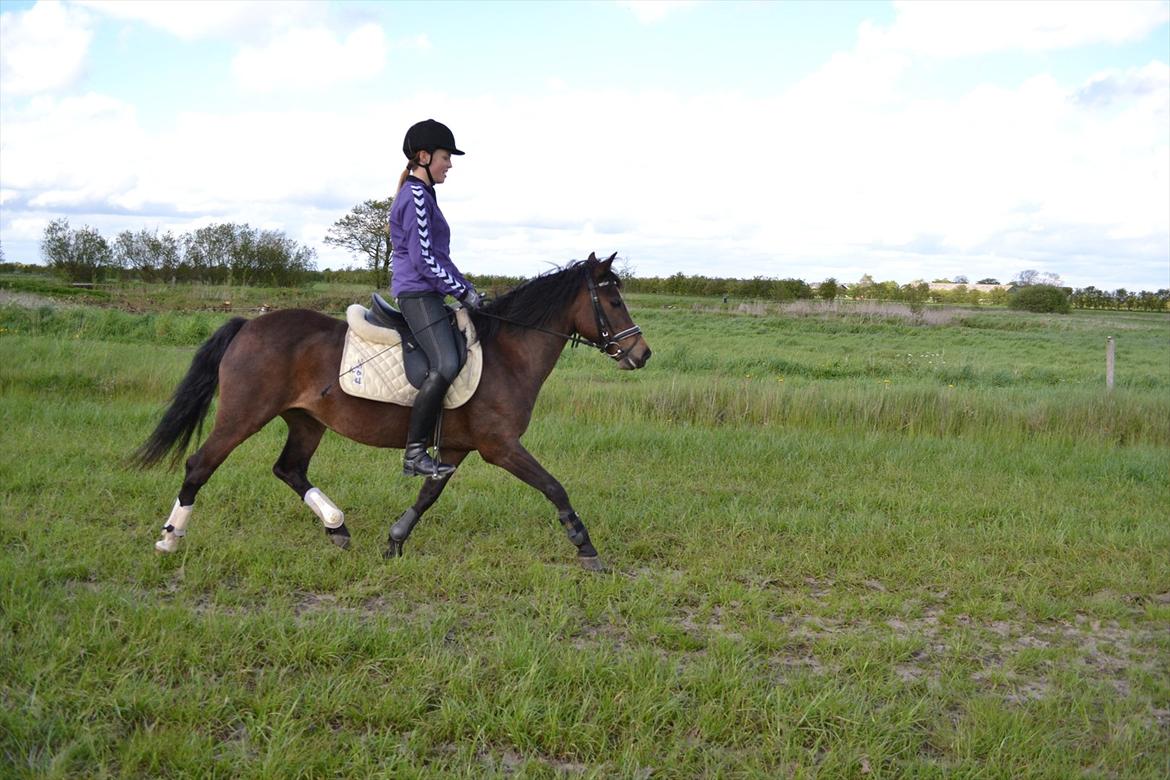 Anden særlig race Vanessa Tidl. hest billede 18