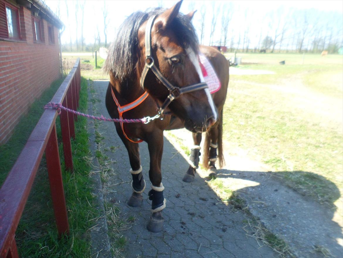 New Forest Houmarks Maj † R.i.P min prinsesse † - Det er kærligheden, der sætter solen og de andre stjerner i bevægelse<3 billede 6