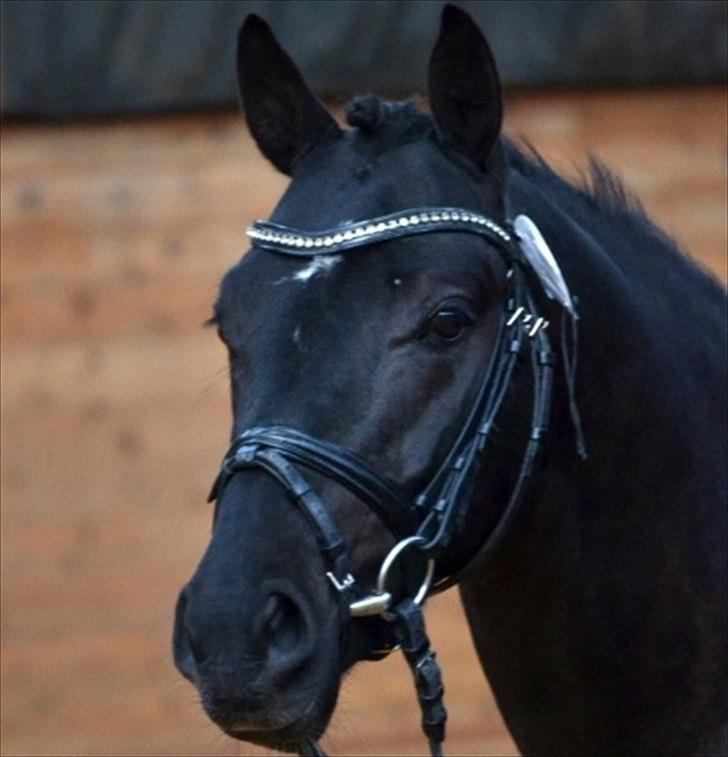 DSP Fredbo's Garmin KÅRET HINGST billede 9