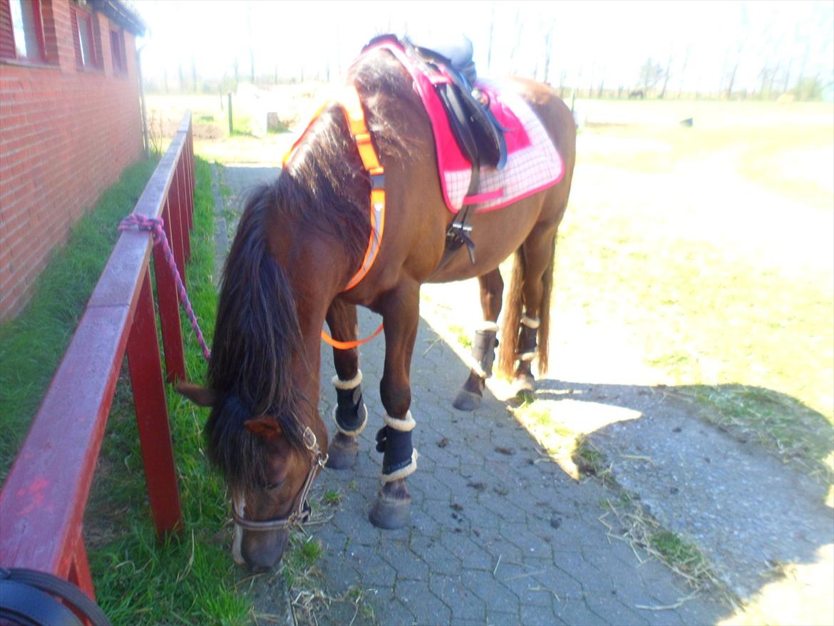 New Forest Houmarks Maj † R.i.P min prinsesse † - Hjertet har sine egne grunde, som forstanden intet kender til<3 billede 7