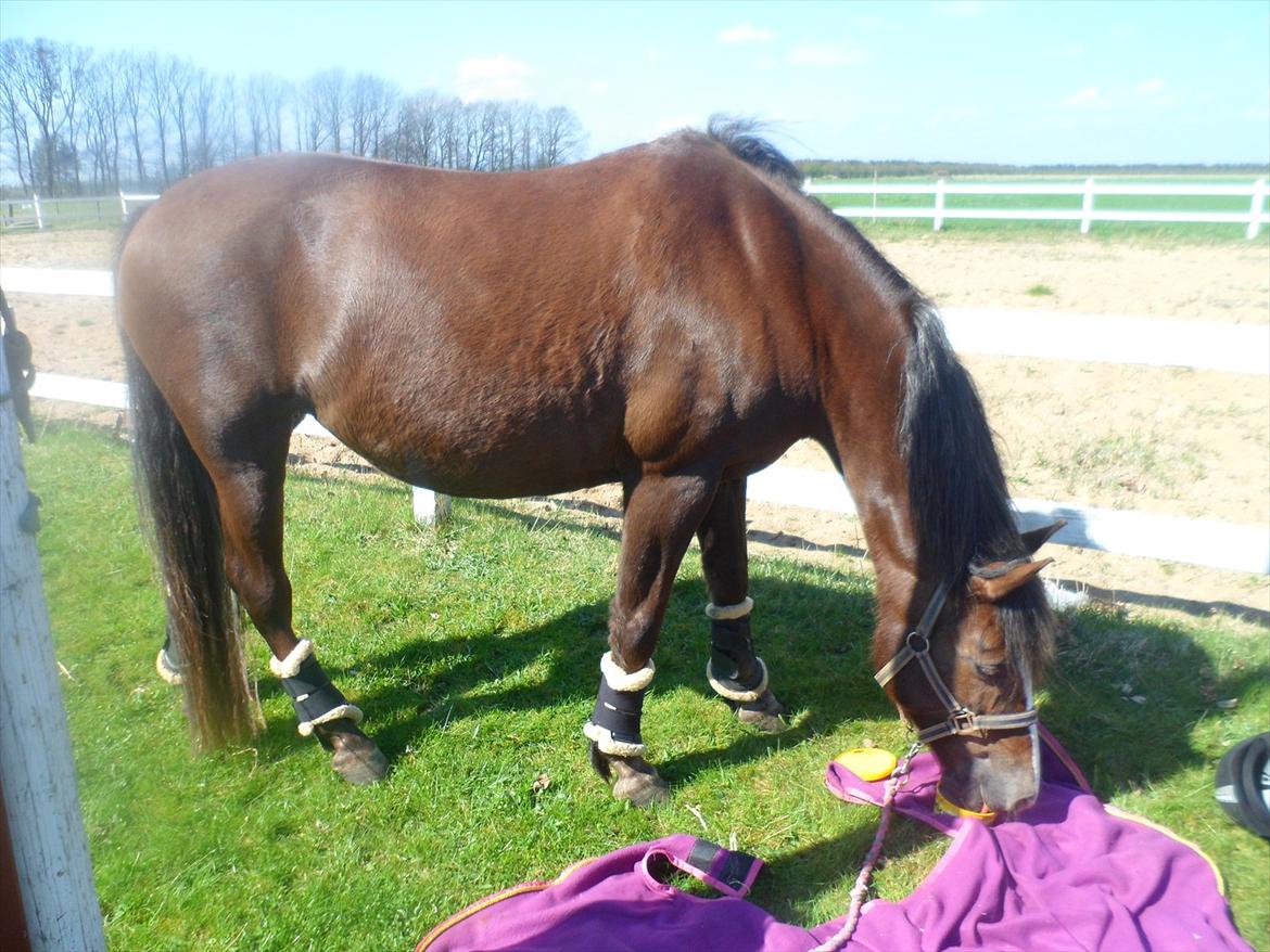 New Forest Houmarks Maj † R.i.P min prinsesse † - Alle veje, som ikke udgår fra dit hjerte, ender blindt<3 billede 8