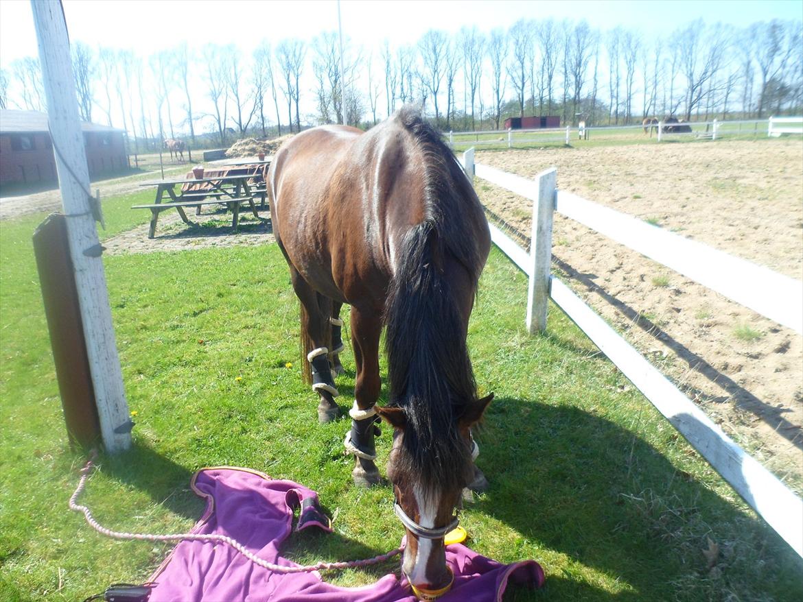 New Forest Houmarks Maj † R.i.P min prinsesse † - En dag er ikke levet uden kærlighed<3 billede 9