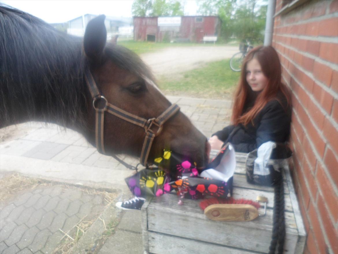 New Forest Houmarks Maj † R.i.P min prinsesse † - Spændende fødselsdags  gave, og en Lalleglad bedste veninde<3. billede 10