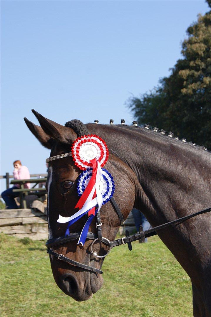 Hannoveraner l »Ramina« billede 16