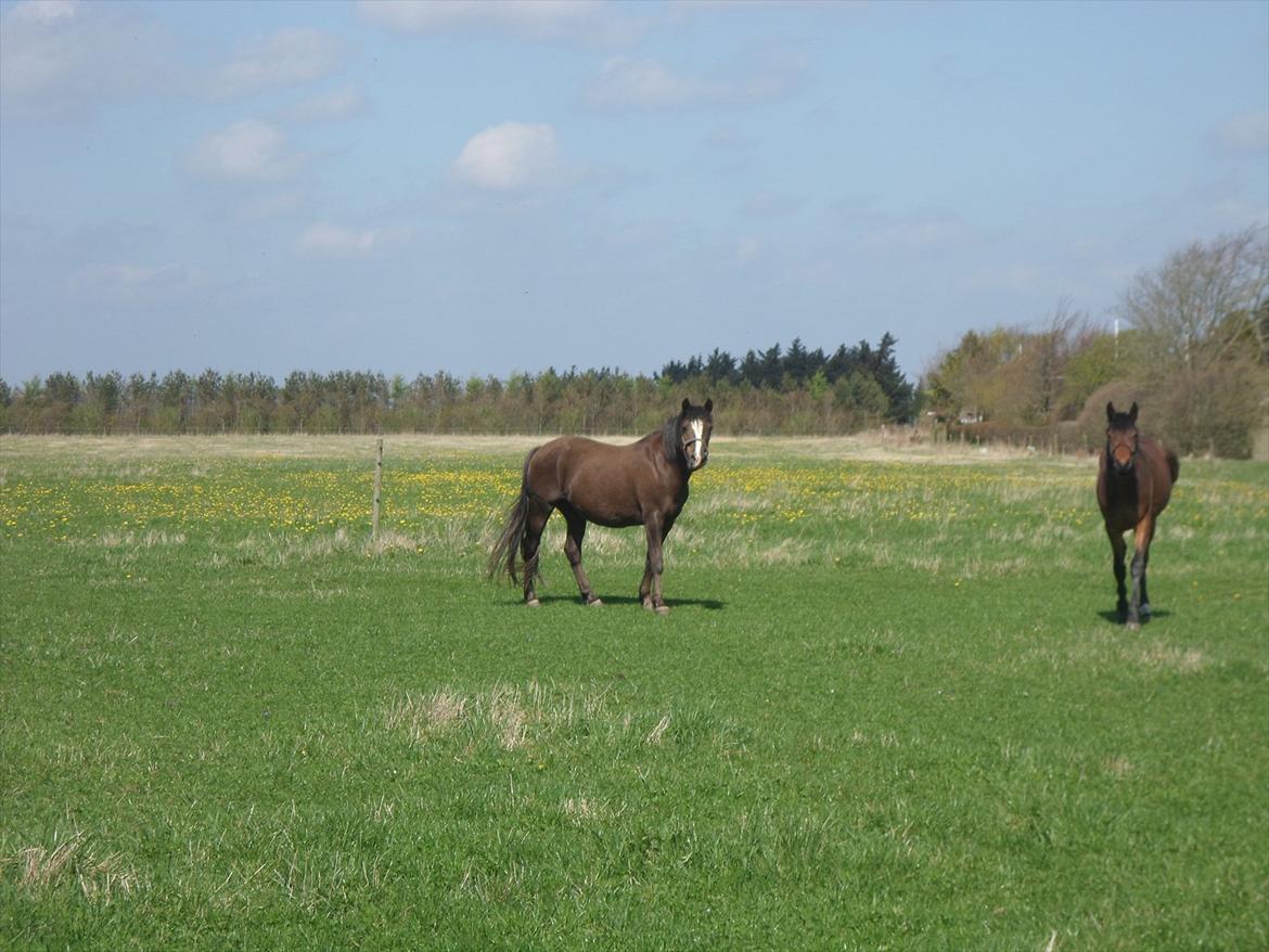 New Forest Houmarks Maj † R.i.P min prinsesse † - Kærlighed er det rigeste ord, og alle mennesker har råd til det<3 billede 16