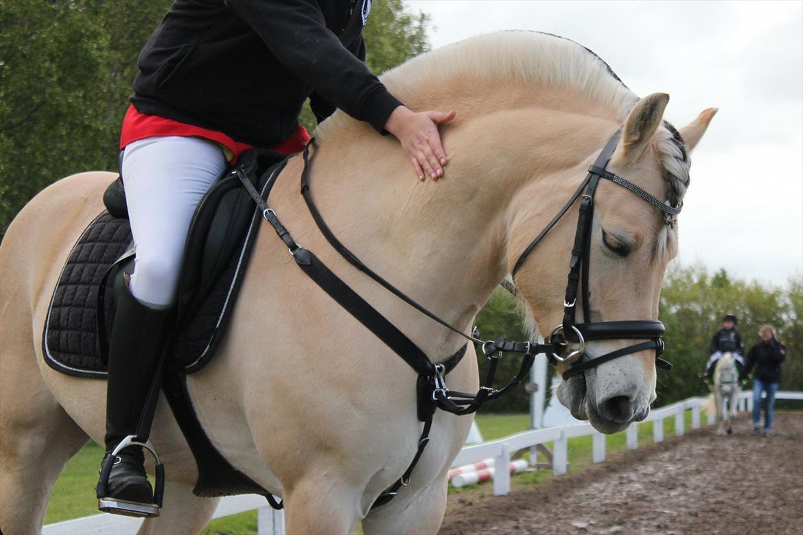 Fjordhest Milos Klattrup <3 #Dressur stjernen# - Du er SÅ dygtig <3 billede 3