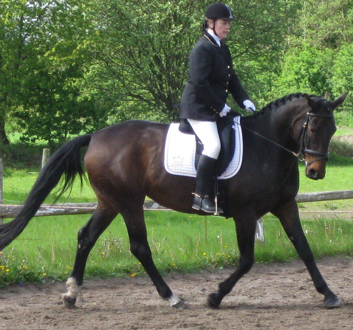 Dansk Varmblod Beauty - Opvarmning til stævnet på PMR d. 17-5-2012. billede 16