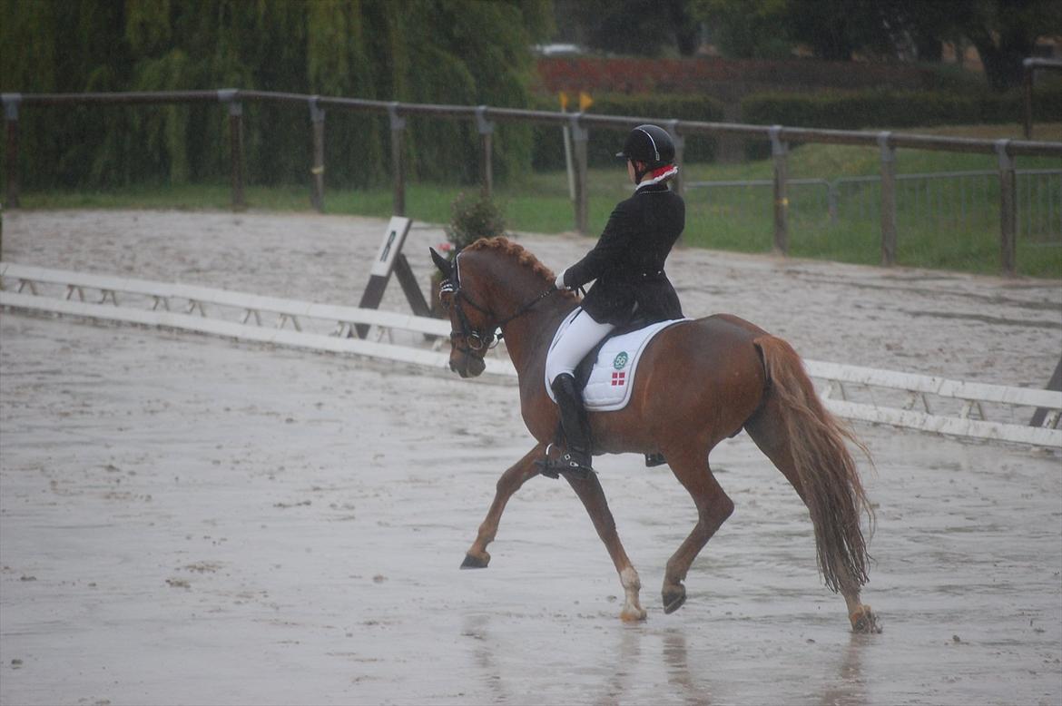 Hollandsk Sportspony Vegelin's Goya - Stævne i Saumur:-)
 billede 4