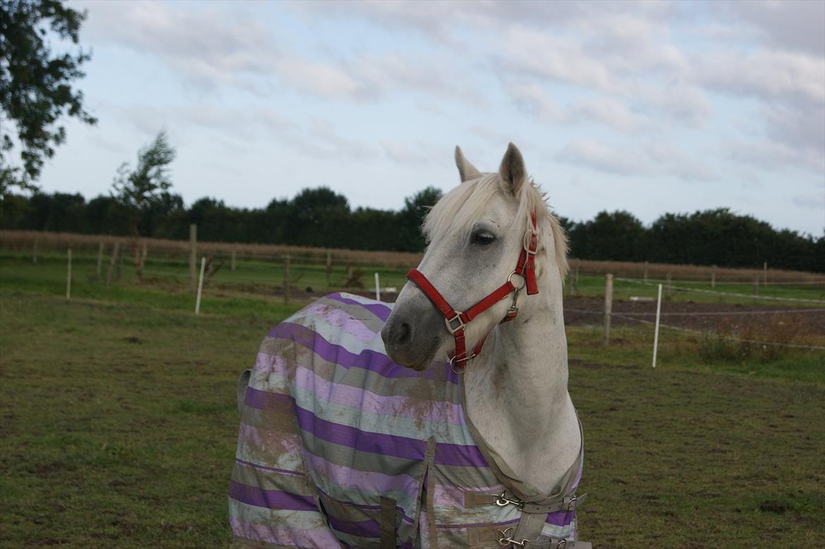 Connemara Sasja - Verdens smukkeste pony :) billede 16