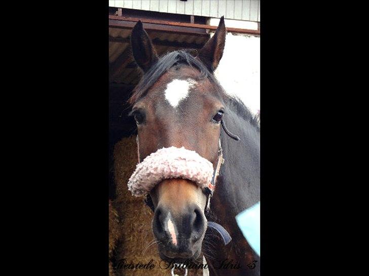 Welsh Cob (sec D) Vlietstede Brilliant Idris - Idris <3 billede 2