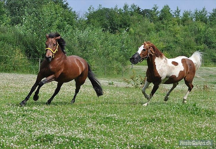 Anden særlig race Feline SOLGT - Feline flytter til Landlyst billede 5