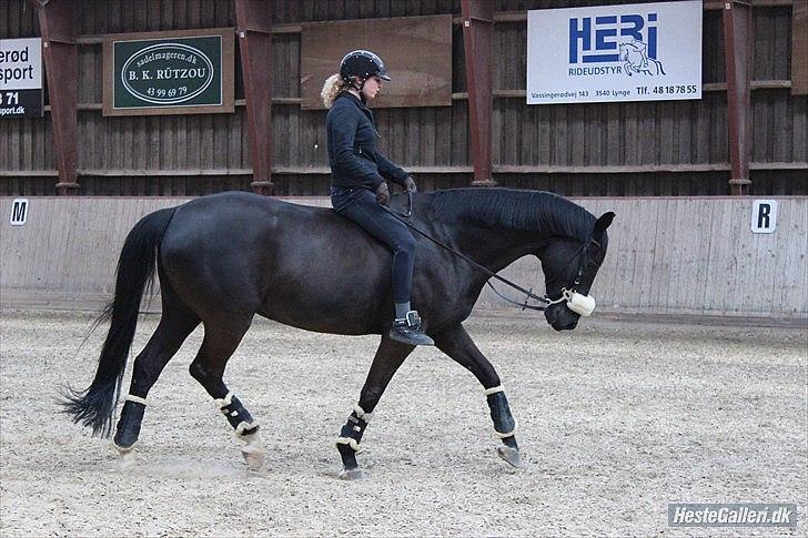 Dansk Varmblod Skovlys Devine -SOLGT- - SeSe <3 billede 11