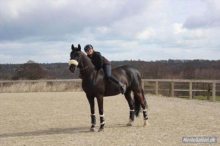 Dansk Varmblod Skovlys Devine -SOLGT- - I fatter ikke hvor meget jeg stoler på den hest! billede 4