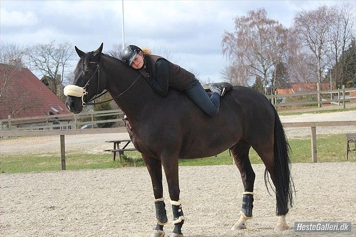 Dansk Varmblod Skovlys Devine -SOLGT- - Jeg stoler på dig! <3
 billede 9