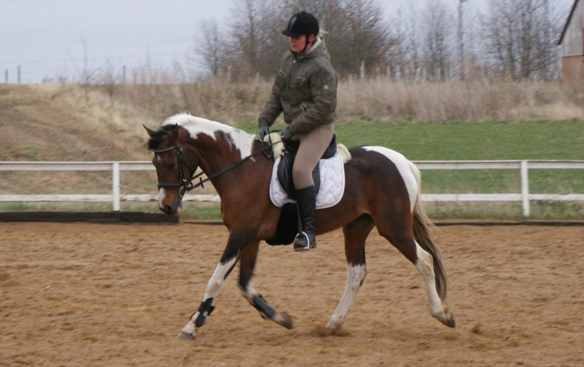 Lewitzer Rashiwa billede 1